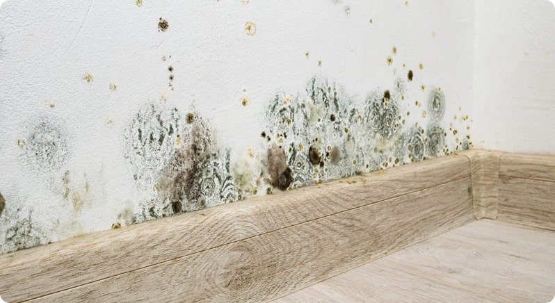 Why does mold appear?